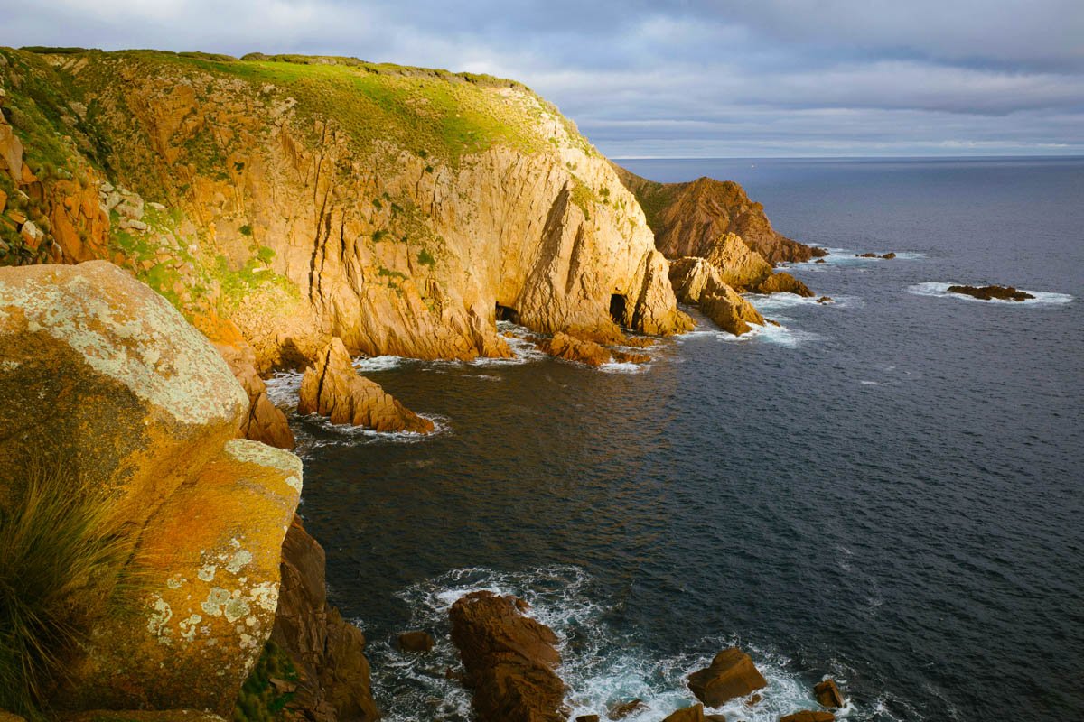 Experience the Magic of the Phillip Island Little Penguins Parade