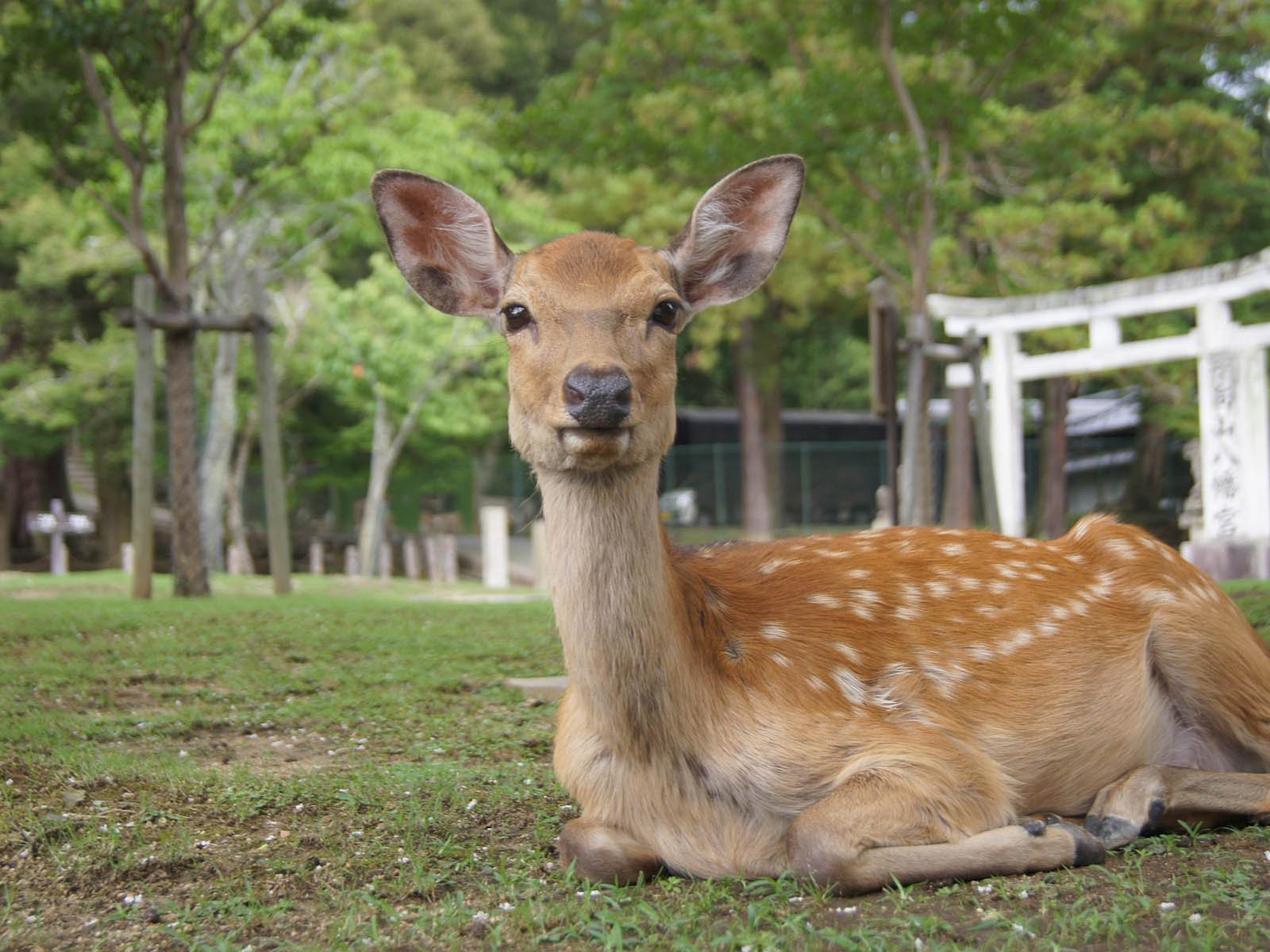 nara park