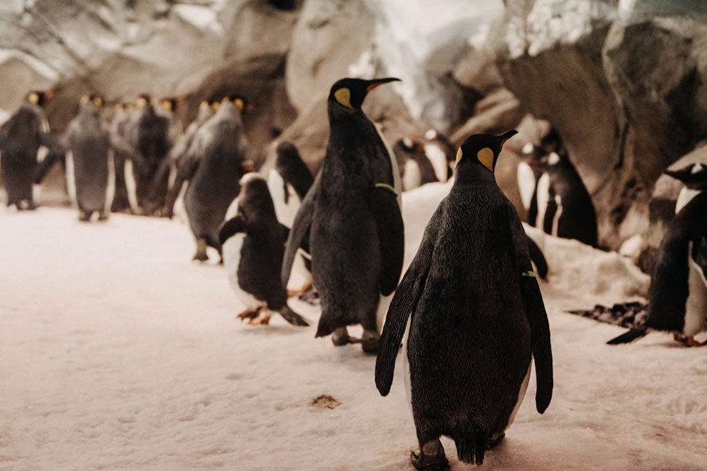 penguinparade